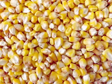 Русия забранява вноса на соя и царевица от САЩ