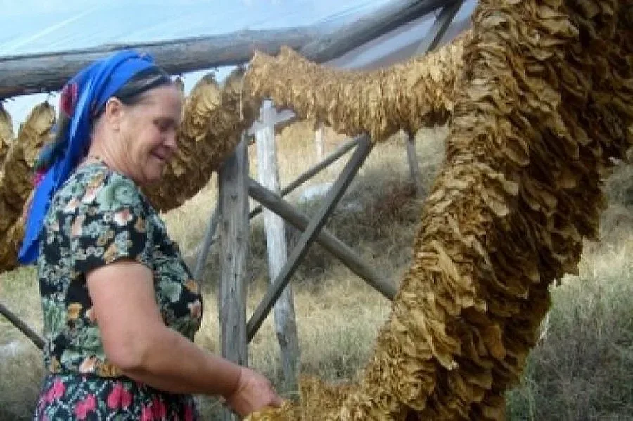 Турция посяга към тютюна