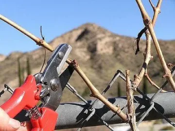 Кметът на Сливен заряза лозята край Кернен