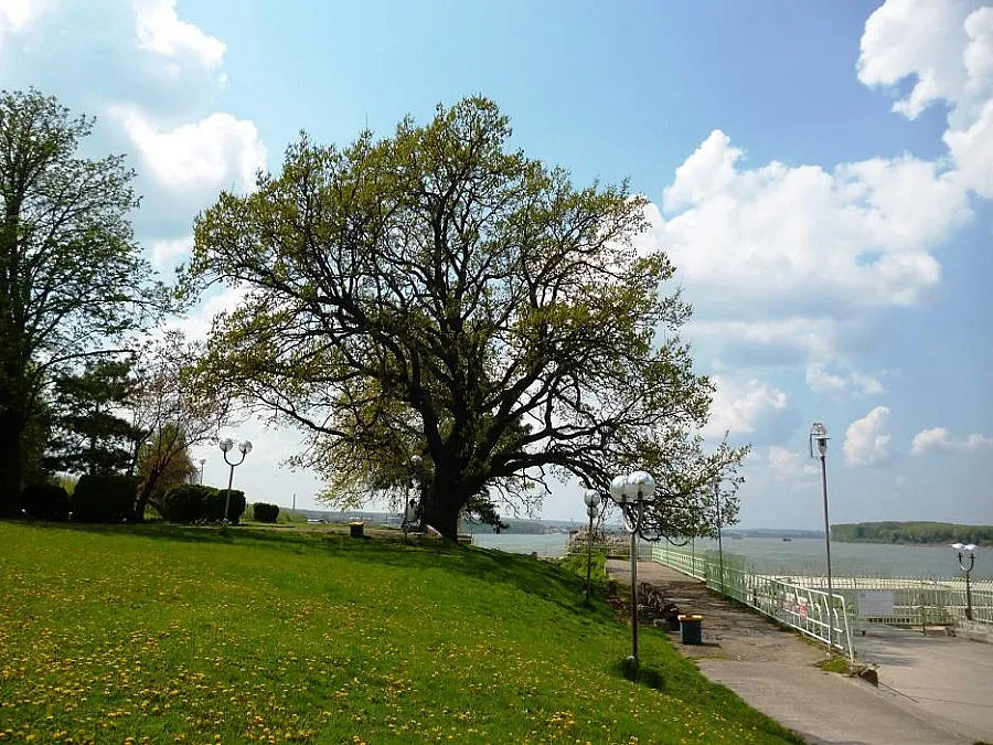 Вековен дъб се бори  за корона от Брюксел