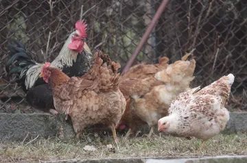 150 лв. глоба за незаконен превоз на кокошки