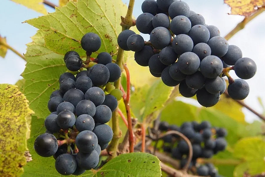 Картини „разказват" за любов и вино