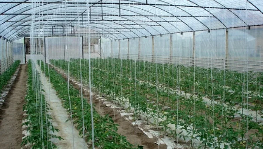 Оранжерии хранят най-голямото петричко село