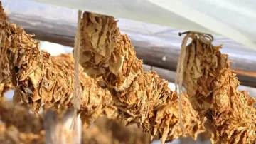 103 млн. лв. изплатени на тютюнопроизводителите