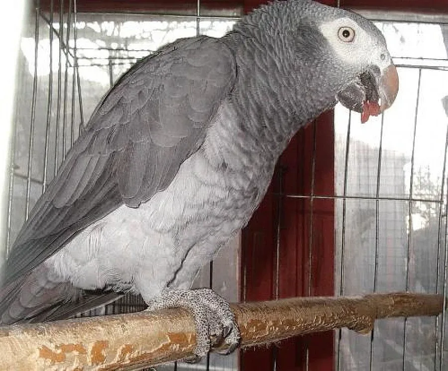 Папагали „жако” пипнаха на Дунав мост 2