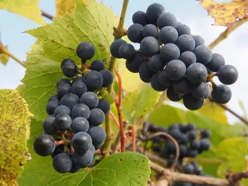 Враца избира „Цар на лозята"