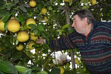 Лимони по кило бере бай Петко