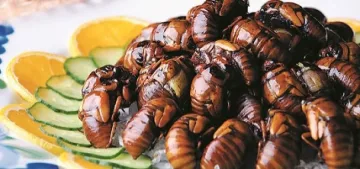 Осите са мезе за японците