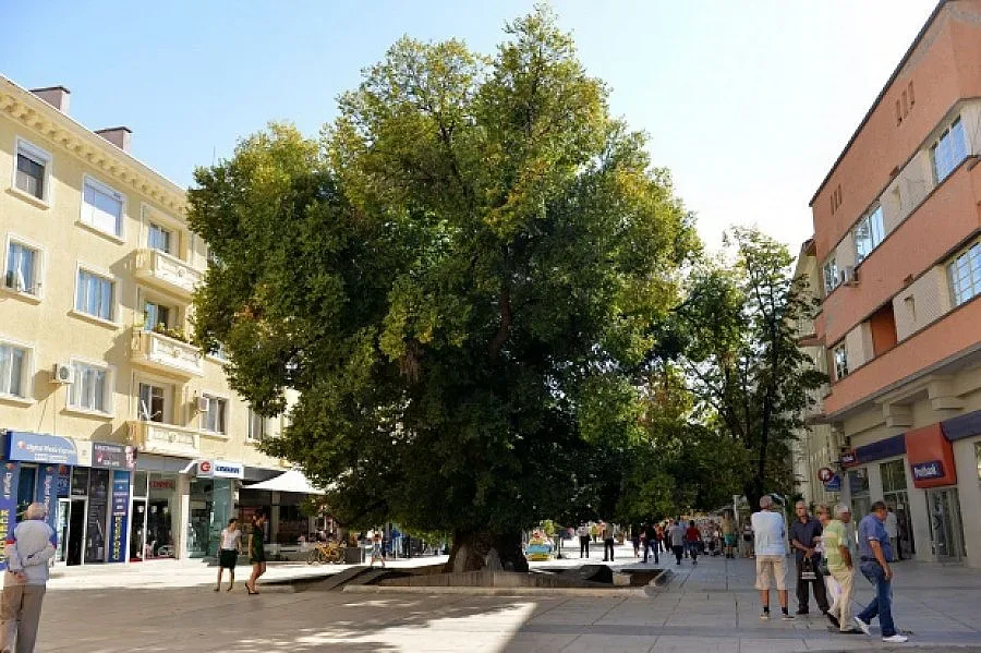 Дрон засне Старият бряст