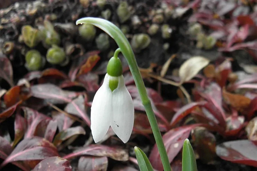 Февруарска жега в Хасково донесе рекорд