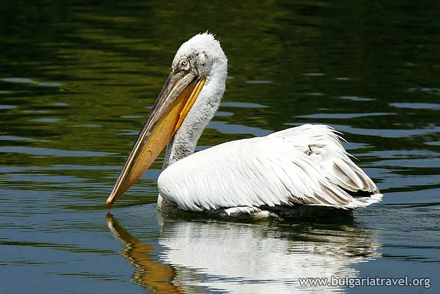 Пеликаните се завръщат в езерото "Сребърна"