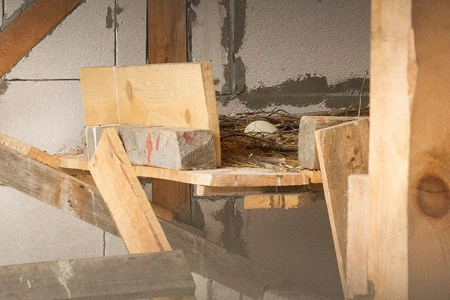 Белоглави лешояди ще имат потомство