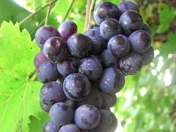 Кмет пожела богата реколта на лозарите