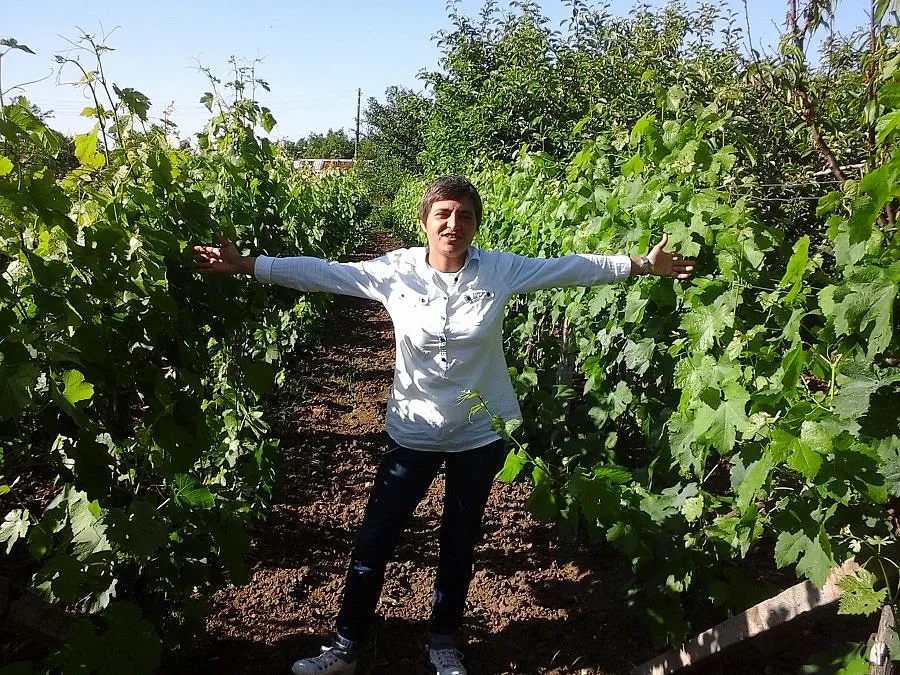 Царицата на новоселските лозя е най-капризна