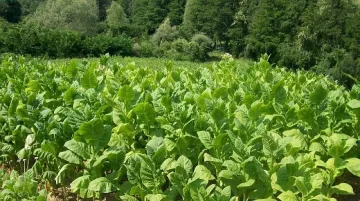 Тютюнджии с ултиматум за изкупуването на тютюна