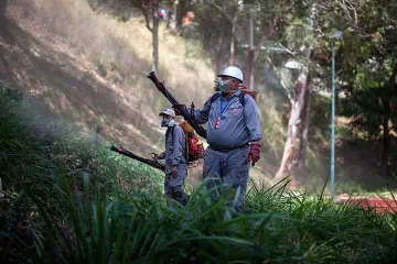 Вирусът "Зика" влиза в Европа и чрез бамбук