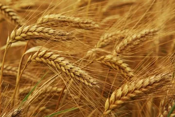 Реколтата от пшеница пада с 3%