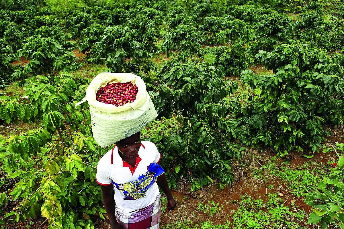 Колапсът на кафето