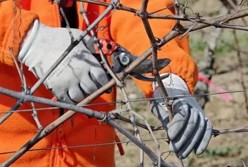 Гръцки кметове ще зарежат лозя край с. Делчево