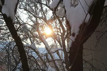 Студ и в неделя 