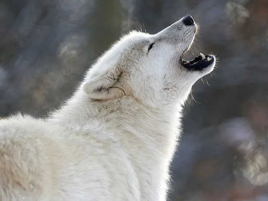 Финландия разреши лова на вълци