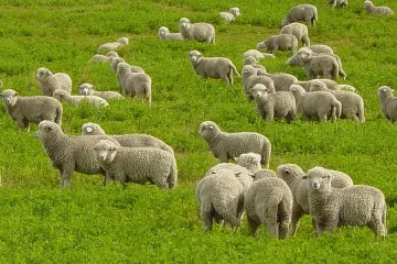 Овце спряха джигит в Нова Зеландия