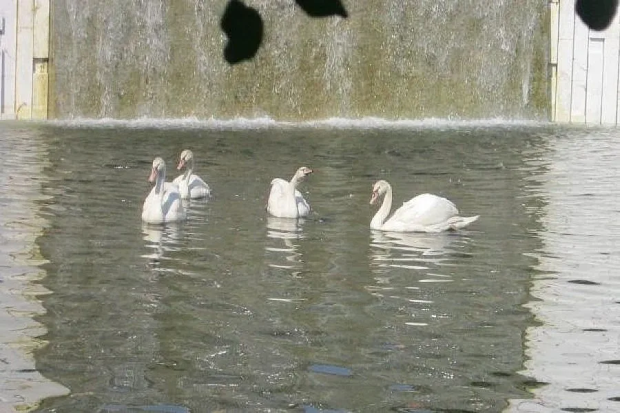 Пробиха леда в езеро заради лебеди