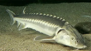 Дунавски риби влязоха в екомузей