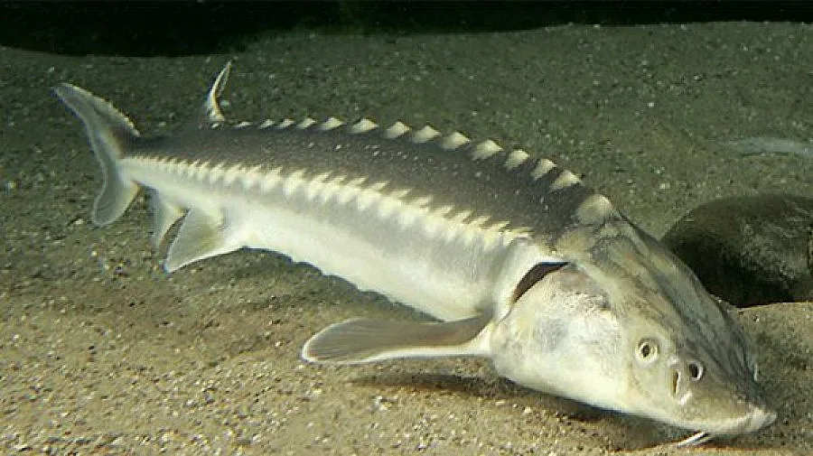 Дунавски риби влязоха в екомузей