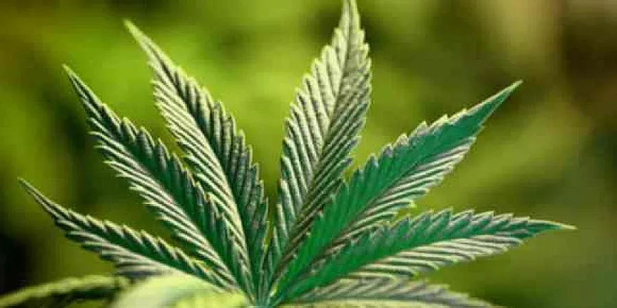 По 5 месеца затвор за двама мъже заради канабис