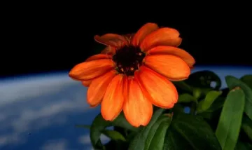 Цвете разцъфна за пръв път в Космоса
