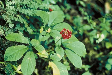 Северна Корея измисли алкохол без махмурлук 