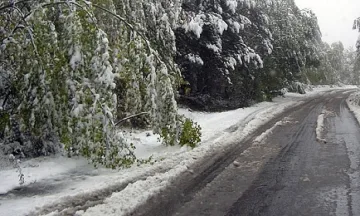 30 дървета паднаха заради снега в Пиринско