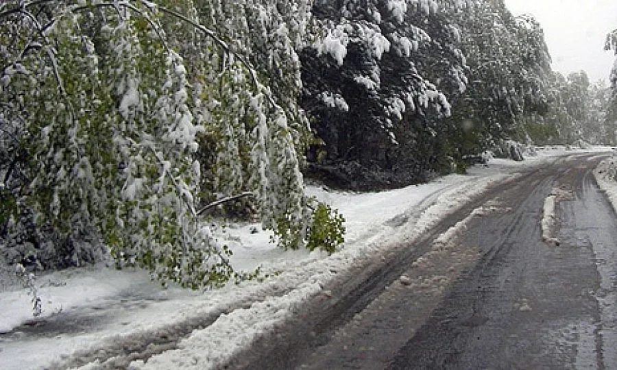 30 дървета паднаха заради снега в Пиринско