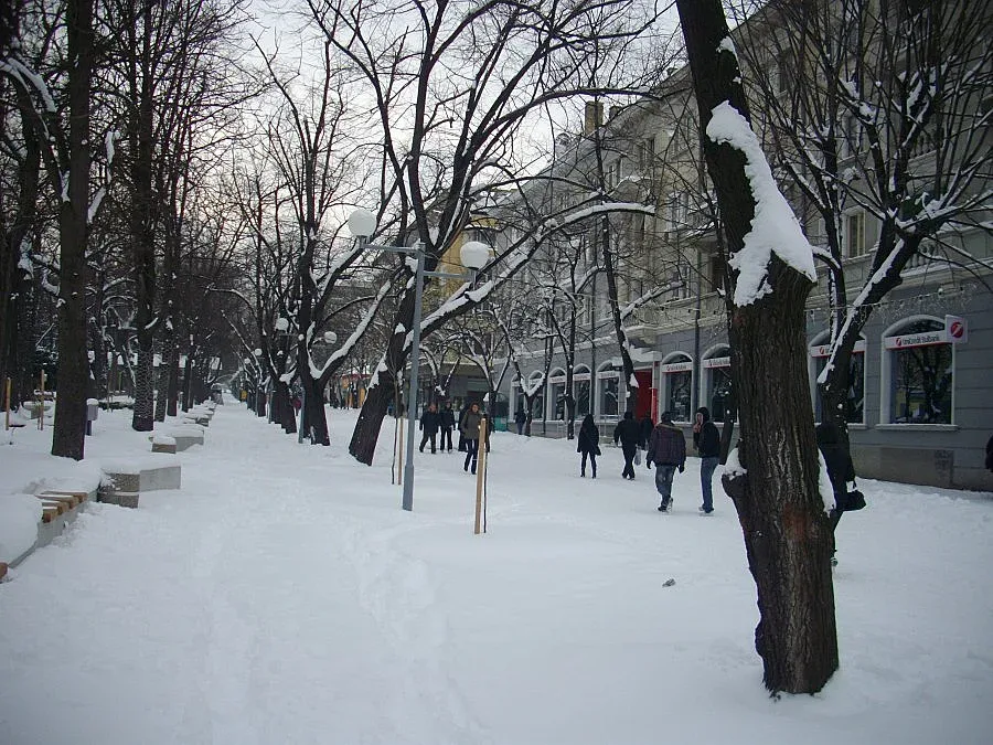 Паднали дървета и клони в Шумен, сигналите не спират да валят