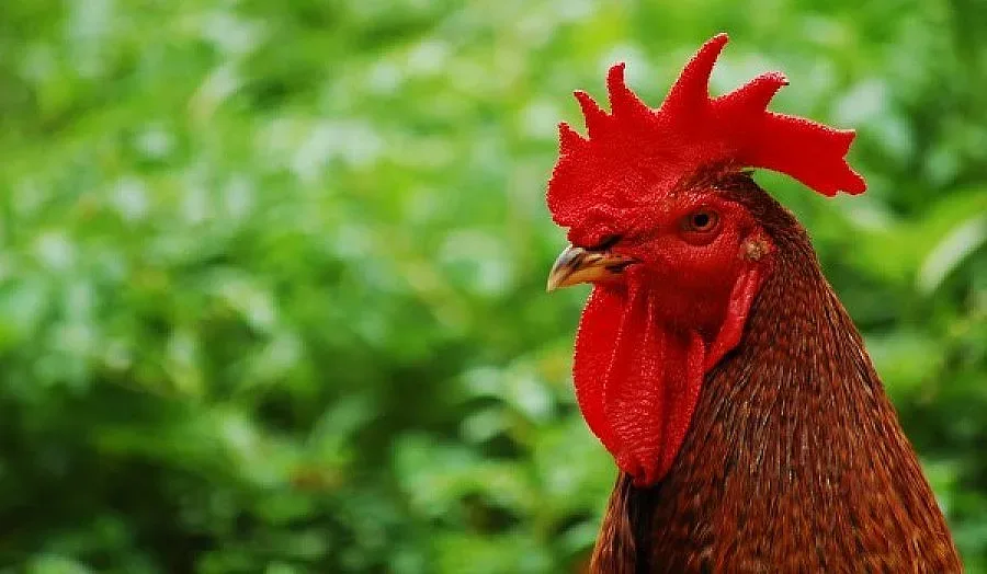 70-сантиметров петел е атракцията на Банго Васил в Сливен