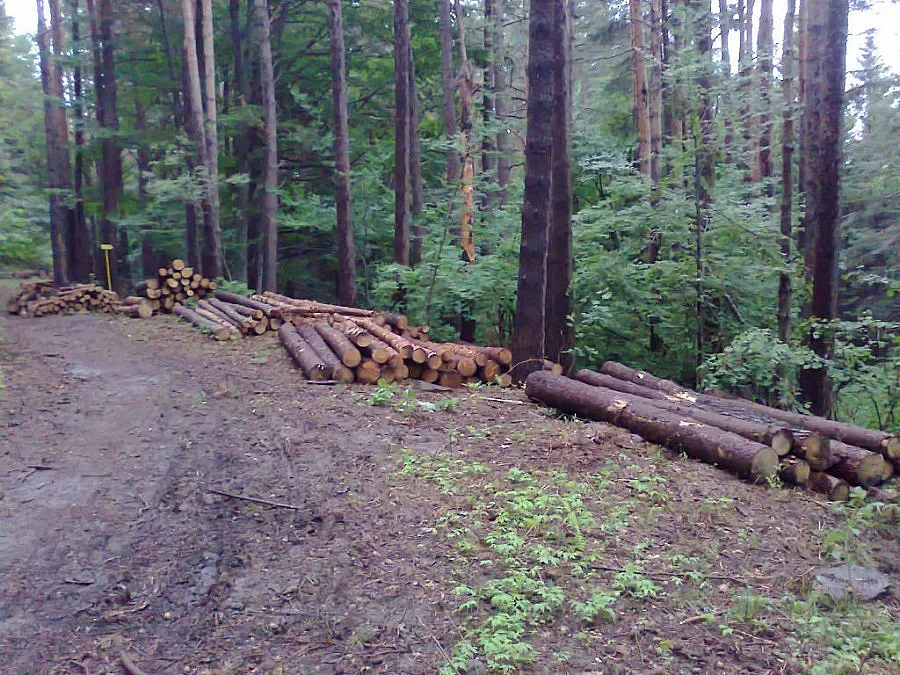 Сеч на горски шефове за чадър над бракониери