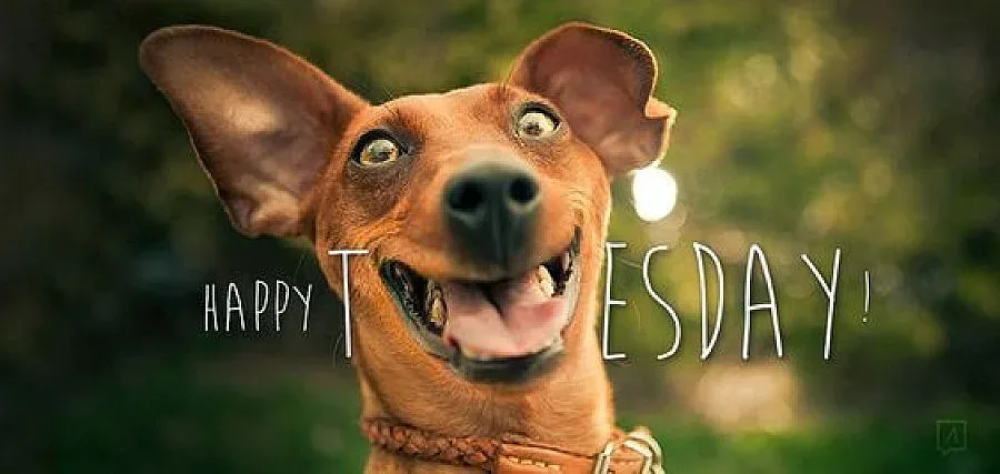 Вицове за весел старт