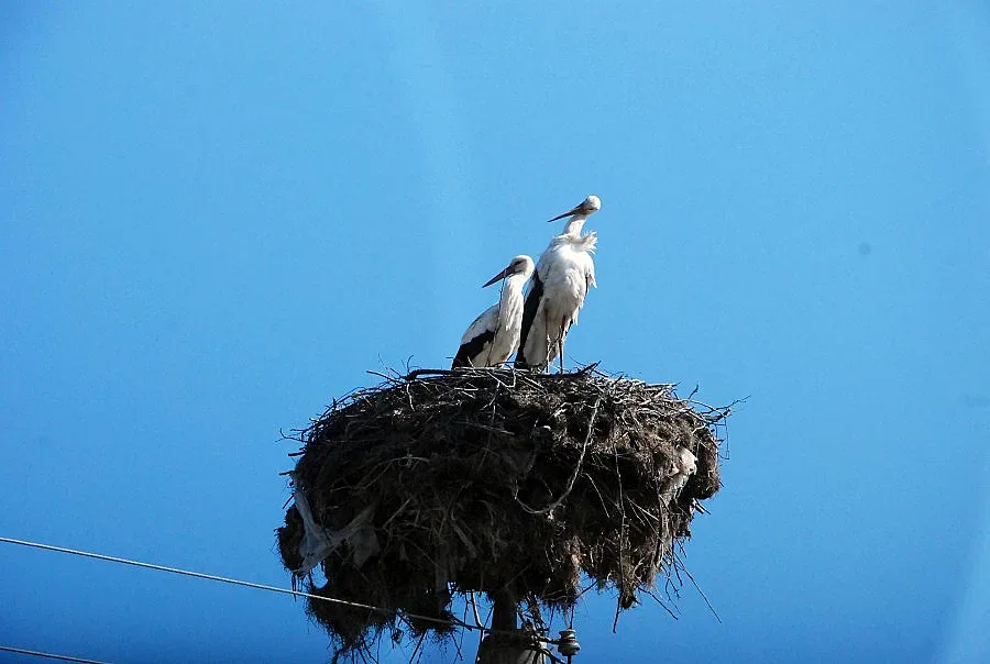 Мирише на пролет