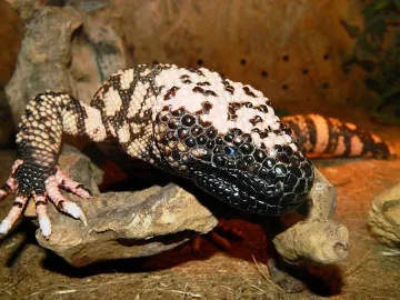 Черни мамби и анаконди  пълзят в Морското казино