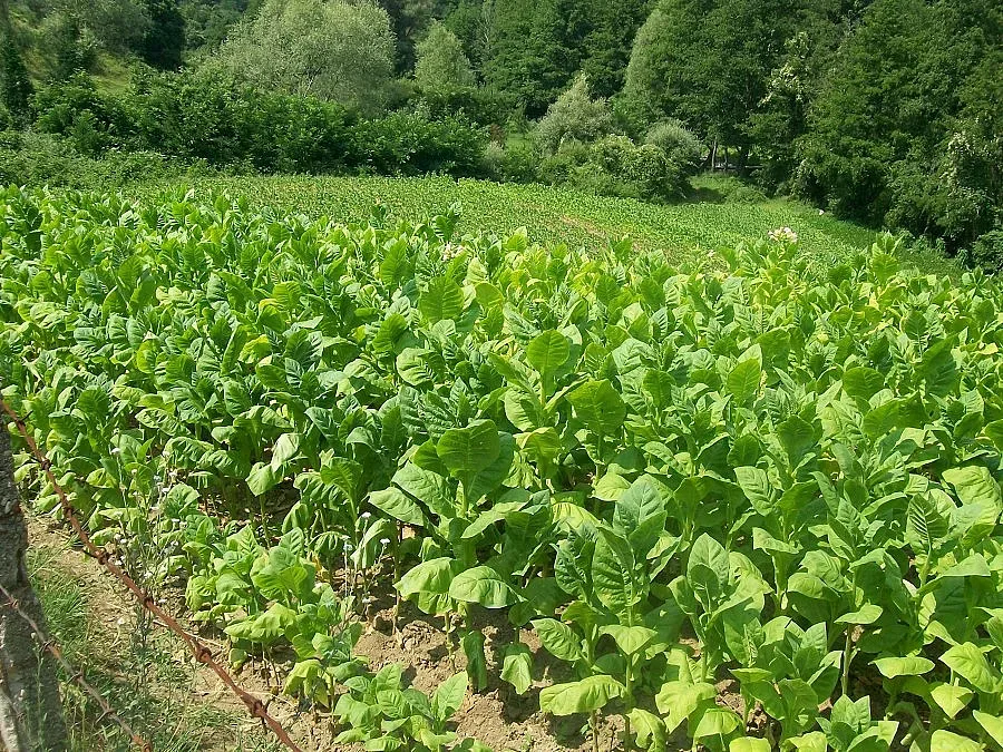 Села обезлюдяват заради евтин тютюн