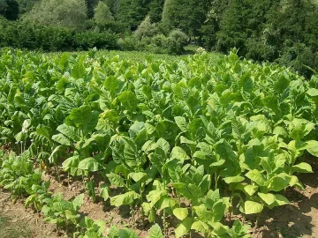  Фирми стартират ударно изкупуване на тютюна
