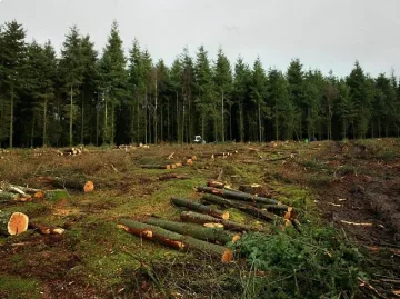 Осъдиха горски за фалшиви билети
