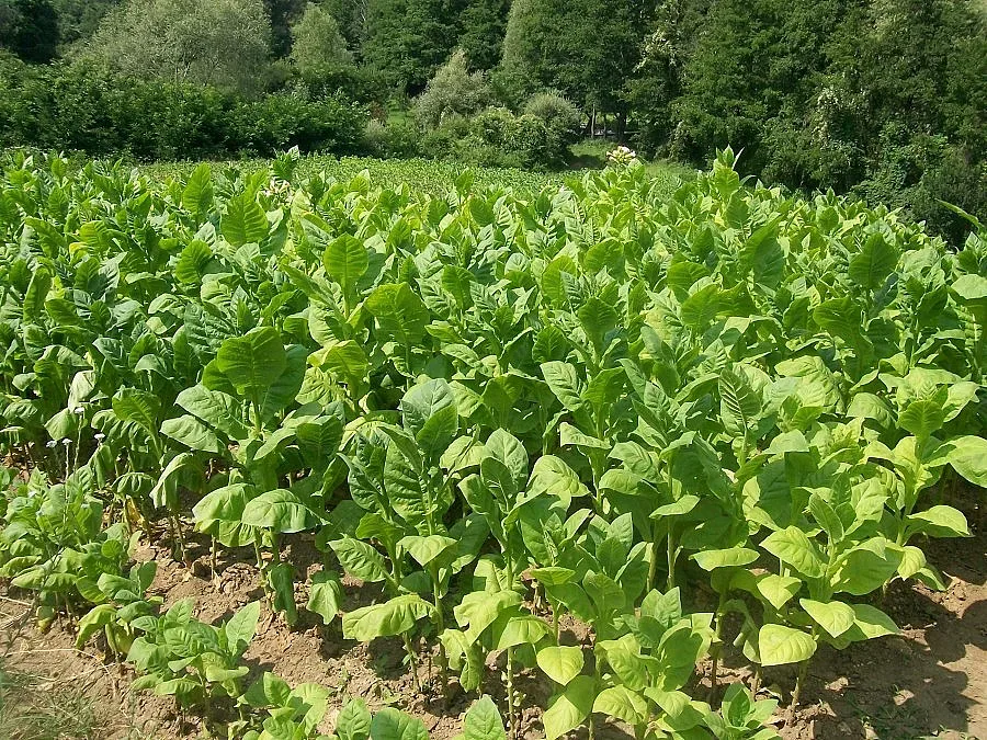 Кметове и тютюнджии чакат министър, депутати и търговци на спешна среща