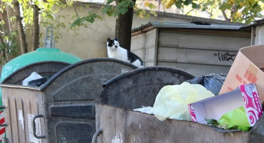 1000 лв. глоба за клошари, бъркащи в кофите за боклук