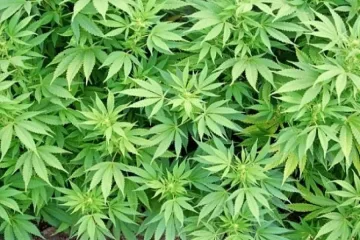 Арестуваха двама за канабис в колата