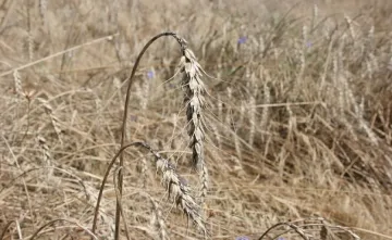 По-малко засята пшеница в Добружда през 2015 г.