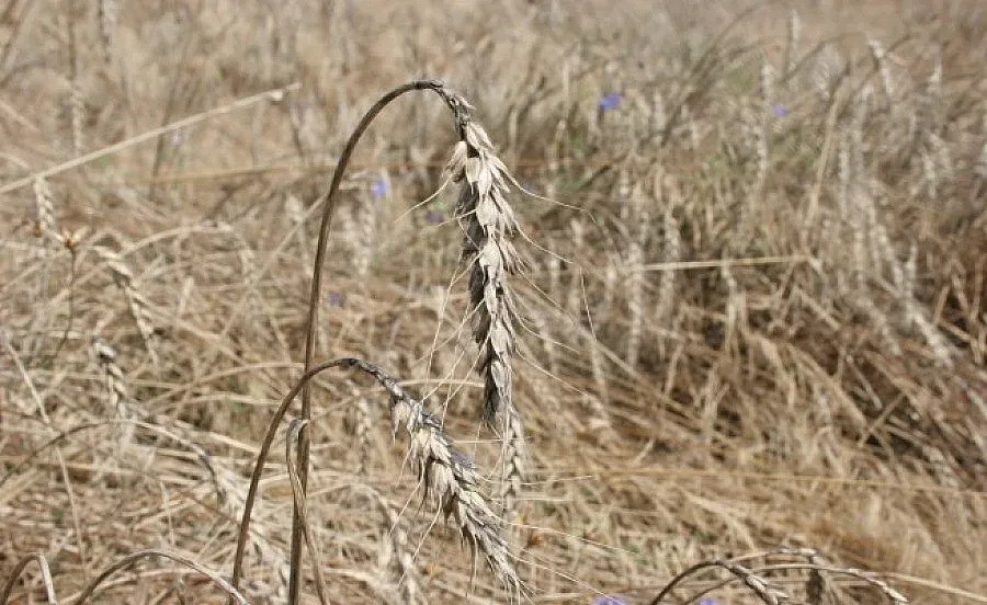 По-малко засята пшеница в Добружда през 2015 г.
