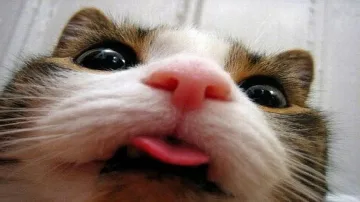 Вицове за обяд