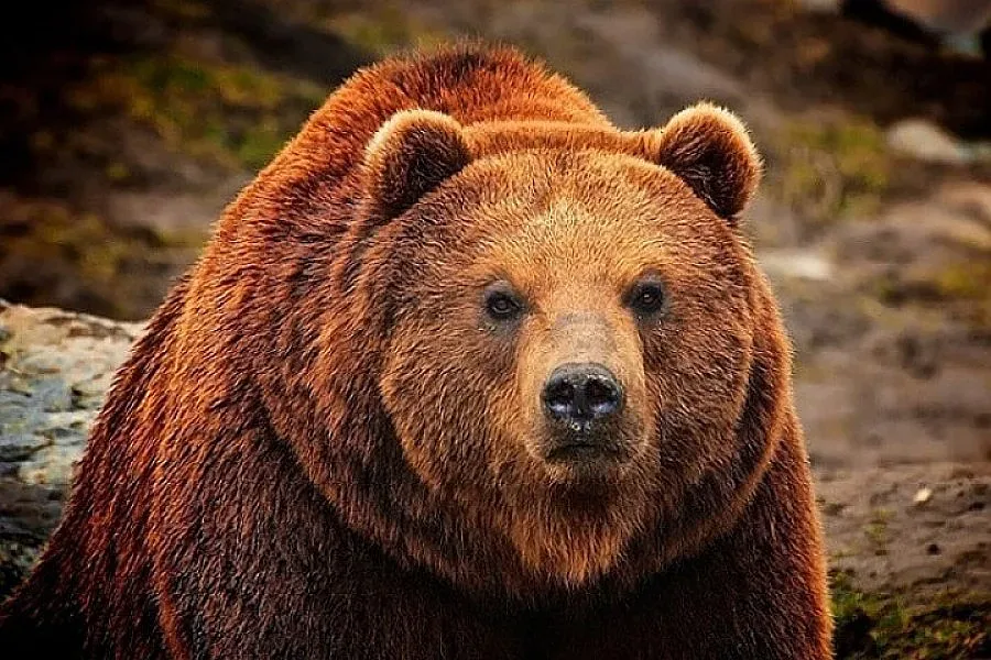 Каква ще бъде за вас 2016 г. според зодиите на славяните